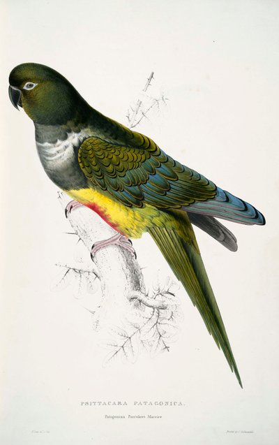 Burrowing Parrot by Edward Lear